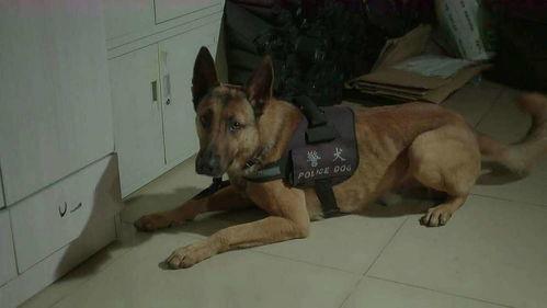 二狗子邻居爆料视频大全,揭秘邻里生活百态