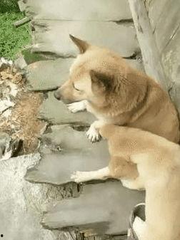 知名狗崽爆料视频大全,揭秘娱乐圈幕后真相